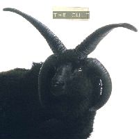 Cult, The - The Cult